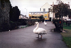1996 - Angleterre 07 (Christchurch)